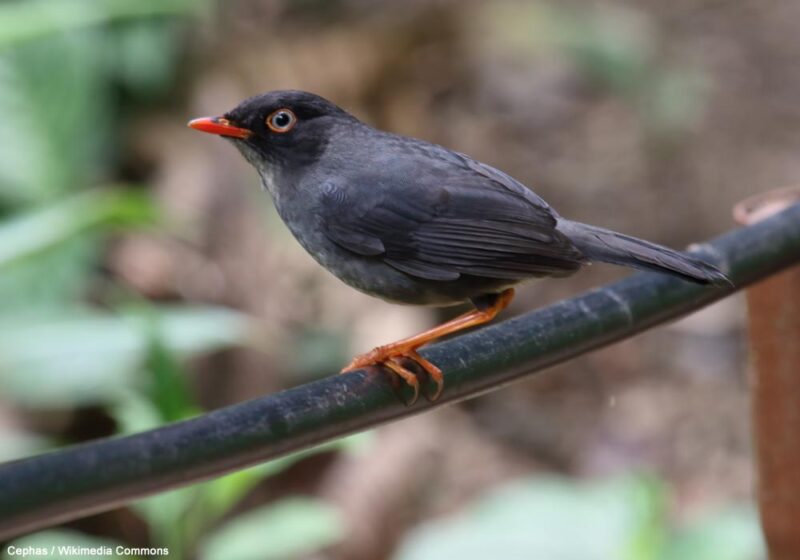 Description d’une nouvelle espèce d’oiseau endémique du Panama : la Grive du Darién