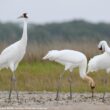 Plus de 530 Grues blanches ont hiverné au Texas (États-Unis) en 2022-2023