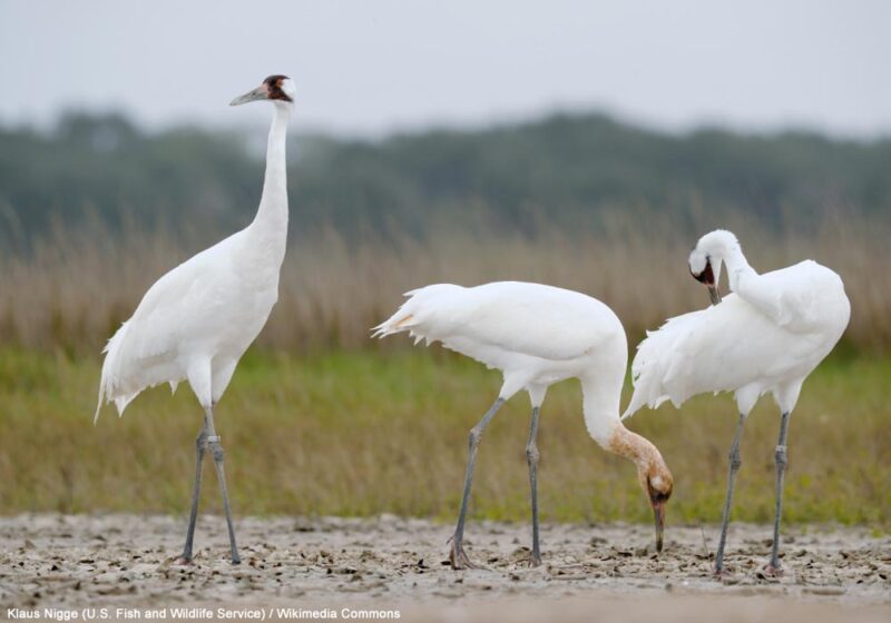 Plus de 530 Grues blanches ont hiverné au Texas (États-Unis) en 2022-2023