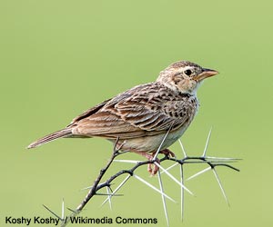 Alouette chanteuse (Mirafra cantillans)