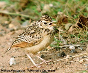 Alouette du Deccan (Plocealauda affinis)