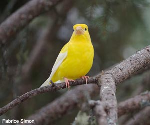 Gros-bec errant (Hesperiphona vespertina) au plumage aberrant