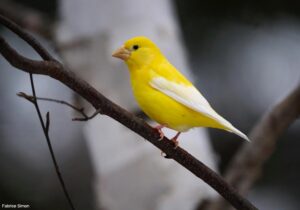 Gros-bec errant (Hesperiphona vespertina) au plumage aberrant