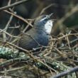 Description d’une nouvelle sous-espèce du Mérulaxe bridé en Argentine