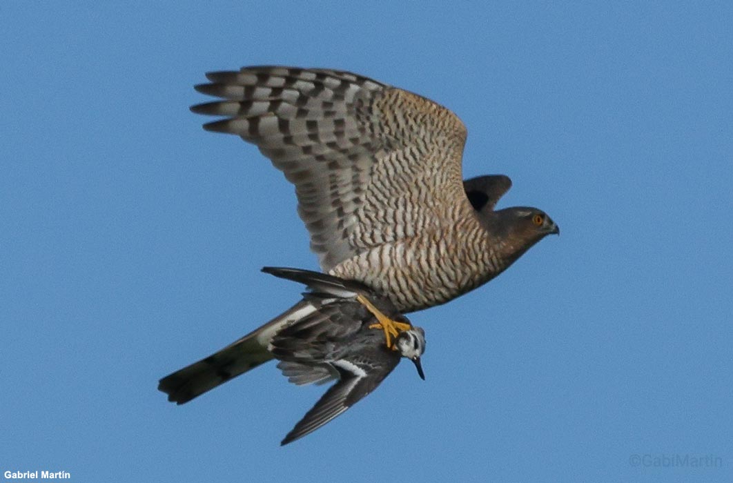 Épervier d'Europe (Accipiter nisus) ayant capturé un Phalarope à bec large (Phalaropus fulicarius)