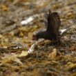 Première observation documentée d’Océanites culblancs se nourrissant de poissons sur la terre ferme