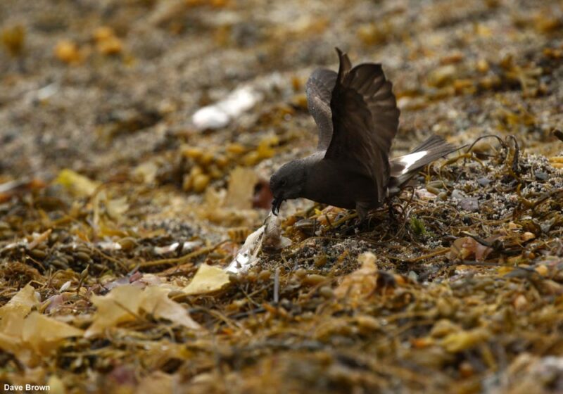 Première observation documentée d’Océanites culblancs se nourrissant de poissons sur la terre ferme