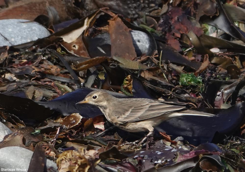 Pipit farlousane ou d’Amérique (A. rubescens rubescens)