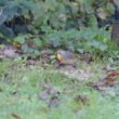 Léiothrix jaune et Moineau domestique