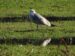 1-Goéland cendré | Larus canus | Mew Gull