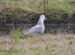 1-Goéland cendré | Larus canus | Mew Gull