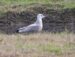 1-Goéland cendré | Larus canus | Mew Gull