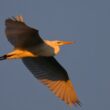 Grande Aigrette en Charente-Maritime