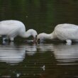 Spatules blanches à la pêche