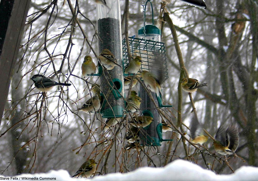 Mésange à tête noire (Poecile atricapillus) et Chardonnerets jaunes (Spinus tristis)