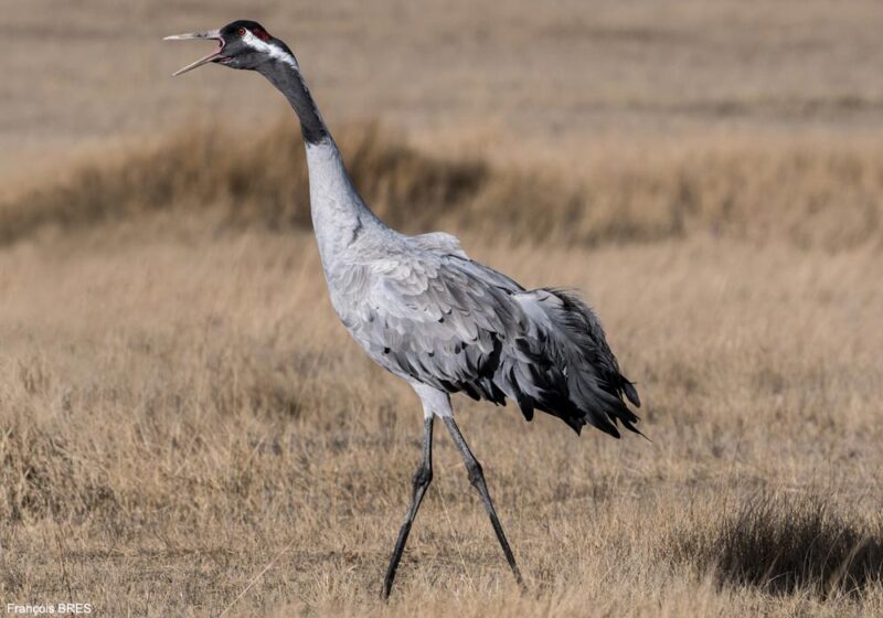 Ornithomedia.com vous souhaite une très bonne année ornithologique 2025 !