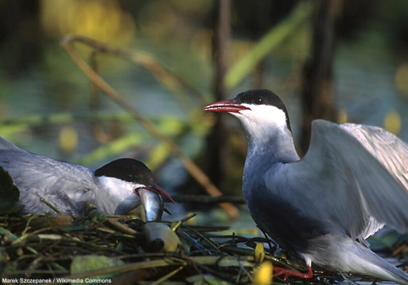 La Guifette moustac peut avaler des poissons plus longs que son corps !