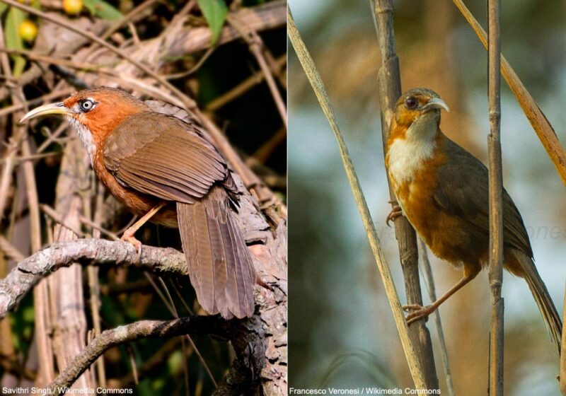 Proposition de reconnaissance d’une nouvelle espèce d’oiseau en Asie du Sud-est, le Pomatorhin aux yeux rouges