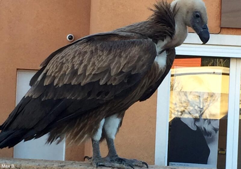 Un Vautour fauve provoque un bouchon dans la ville de la Ciotat (Bouches-du-Rhône) en novembre 2023