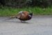 1-Faisan de Colchide | Phasianus colchicus | Common Pheasant