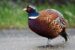 1-Faisan de Colchide | Phasianus colchicus | Common Pheasant