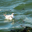 Phalarope à bec large au Croisic