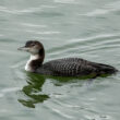 Plongeon imbrin dans le port du Croisic