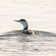 Plongeon catmarin dans le port du Croisic