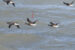 1-Bernache cravant du Pacifique | Branta bernicla orientalis/nigricans | Black-bellied Brant Goose