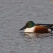 Canard souchet dans la réserve du Teich