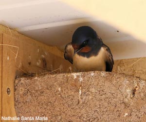 Hirondelle rustique (Hirundo rustica) adulte