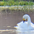 Cygne de Bewick en Dombes