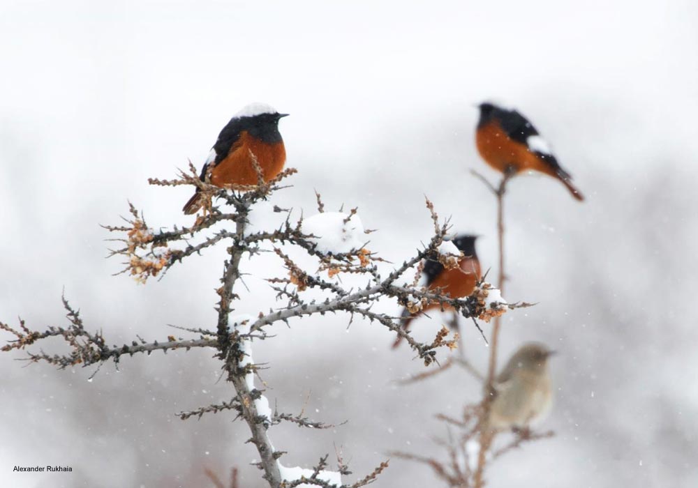 Rougequeues de Güldenstädt (Phoenicurus erythrogastrus) mâles et femelle