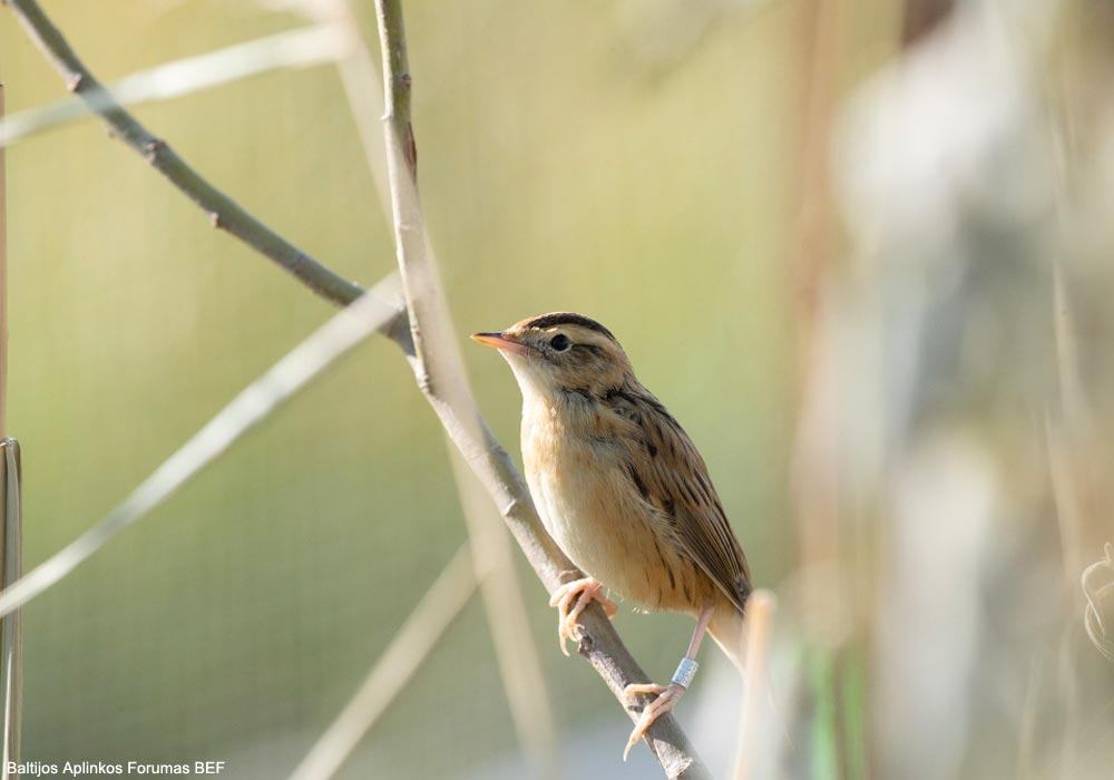 Le web de l'ornithologie