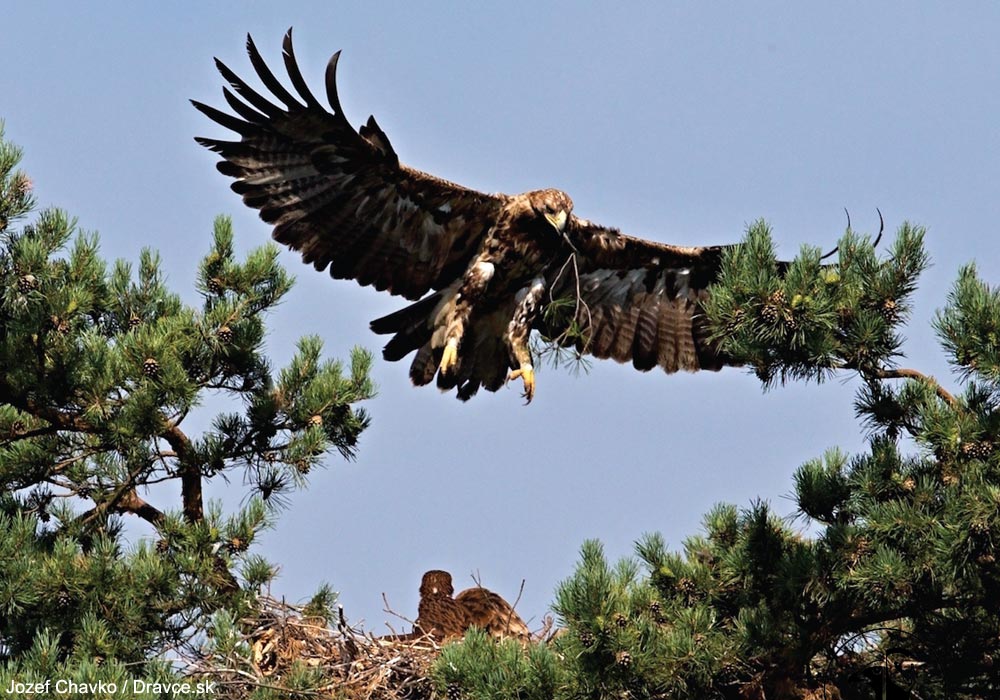 Aigle impérial (Aquila heliaca)