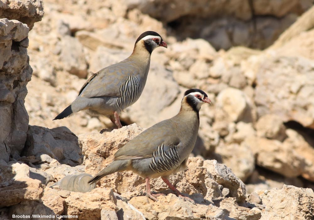 Perdrix (ou Alectorines) à tête noire (Alectoris melanocephala)