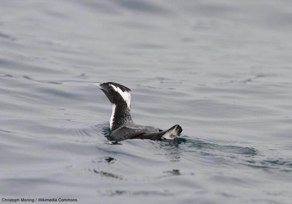 Guillemot du Japon (Synthliboramphus wumizusume) adulte