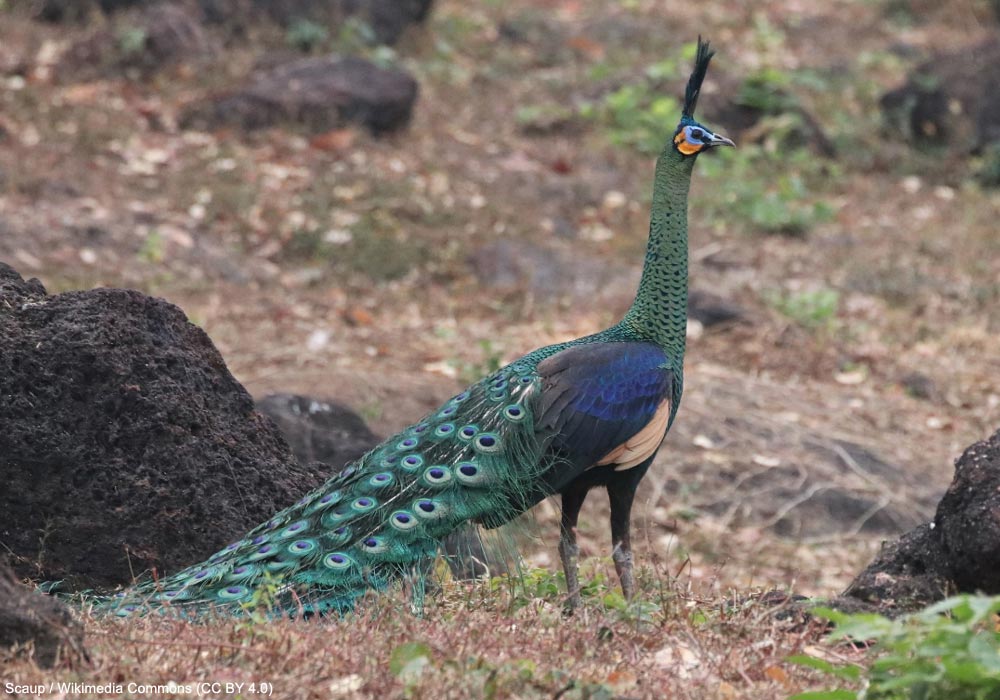 Paon spicifère (Pavo muticus) mâle