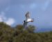 1-Mouette mélanocéphale | Ichthyaetus melanocephalus | Mediterranean Gull