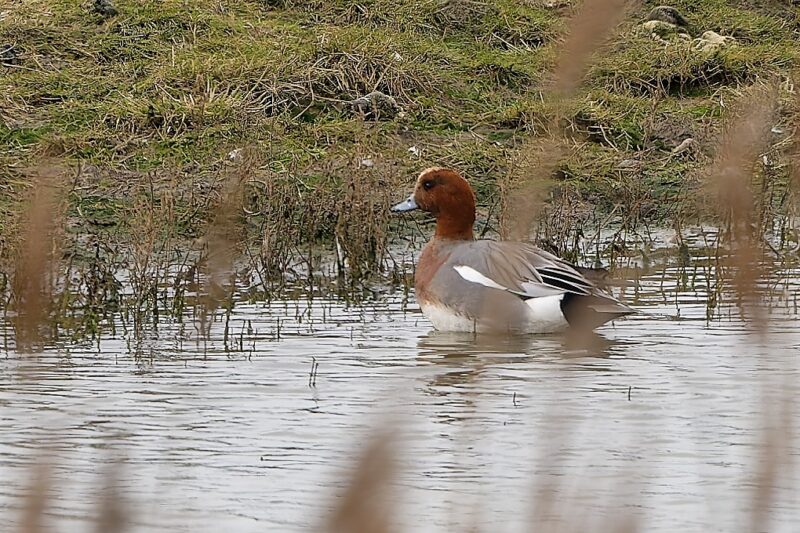 Canard siffleur mâle en Vendée