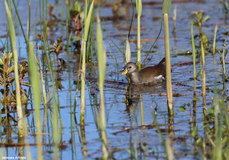 Gallinule africaine en Corse