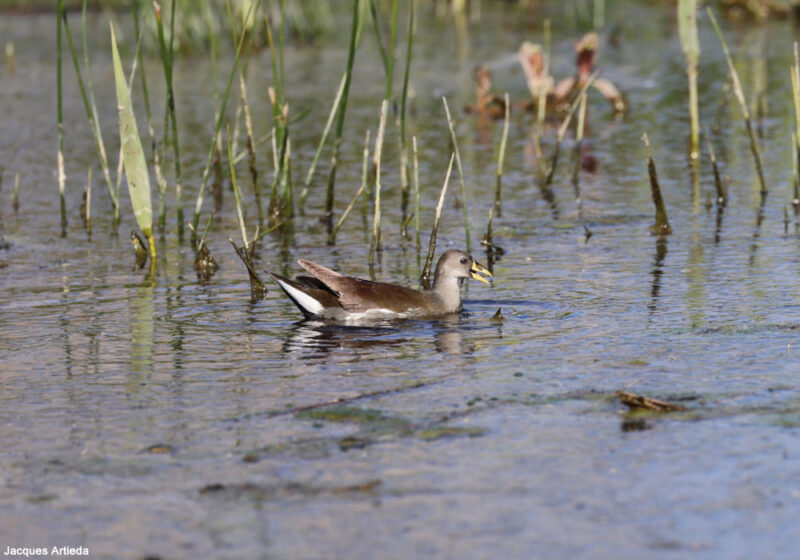 Gallinule africaine près d’Ajaccio