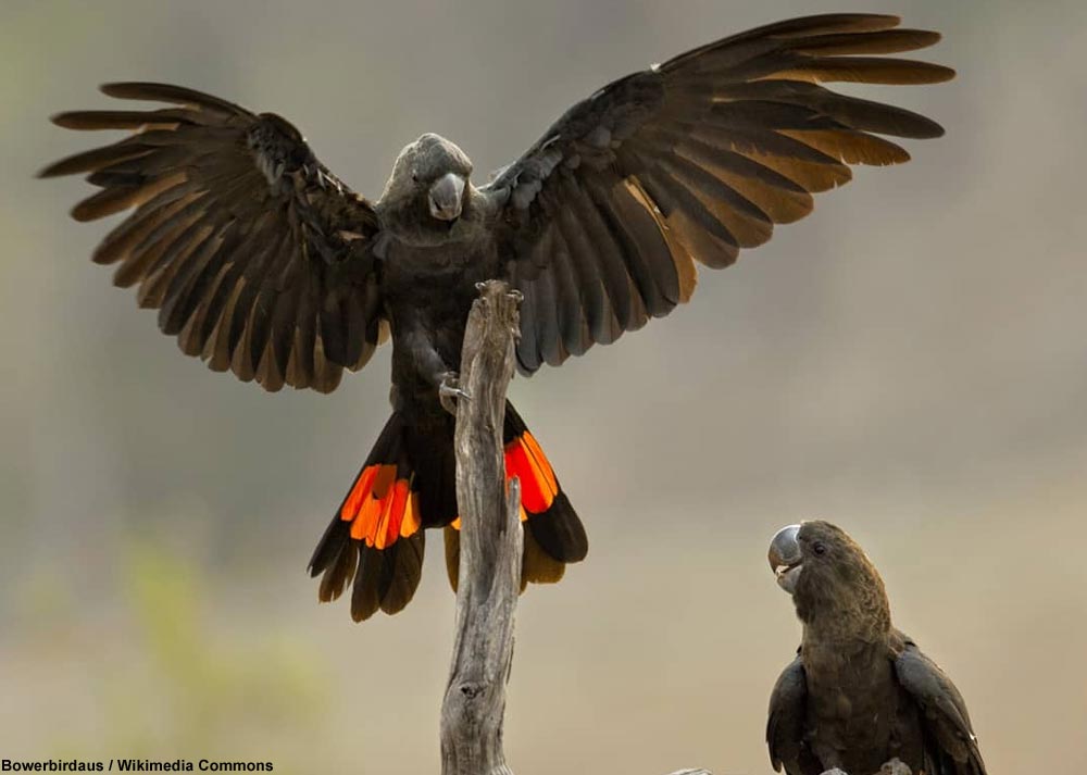 Cacatoès de Latham (Calyptorhynchus lathami) mâles