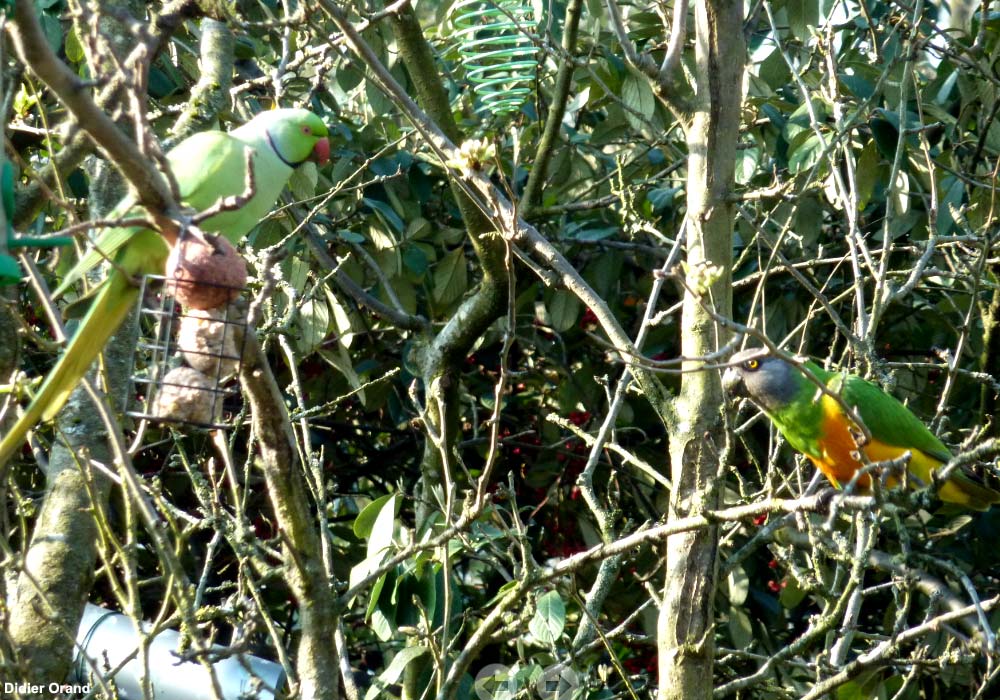 Perruche à collier (Psittacula krameri) et Perroquet youyou (Poicephalus senegalus)