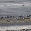 Grues cendrées sur la lagune de Gallocanta