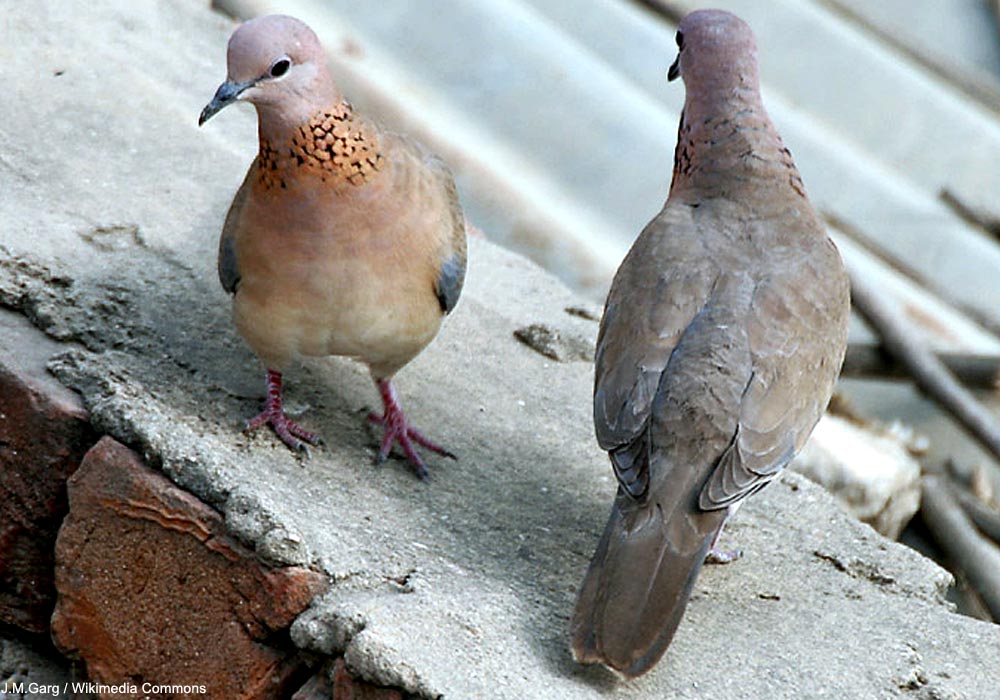 Couple de Tourterelles maillées (Spilopelia senegalensis)