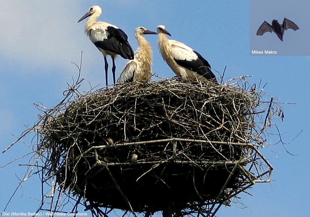 Jeunes Cigognes blanches (Ciconia ciconia)