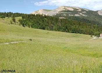 Vue de l'habitat du Râle des genêts (Crex crex) dans la commune de Seyne (Alpes-de-Haute-Provence) 