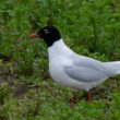 Mouette mélanocéphale