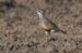 1-Pluvier guignard | Eudromias morinellus | Eurasian Dotterel